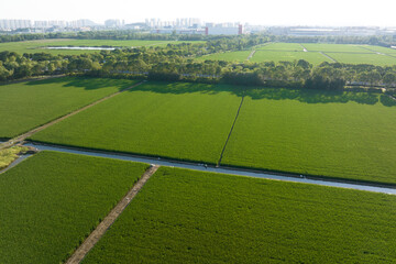 view of paddy field 