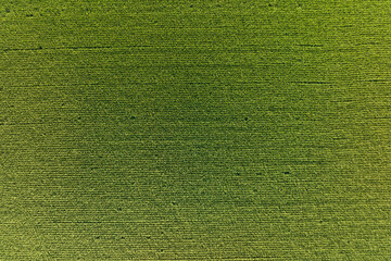view of paddy field 