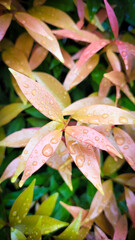 pink and green leaves