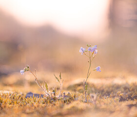 Beautiful, white, delicate flowers blooming during springtime. Natural scenery of Latvia, Northern Europe.