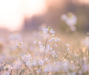 Beautiful, white, delicate flowers blooming during springtime. Natural scenery of Latvia, Northern Europe.