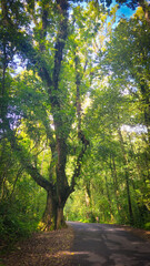 path in the forest