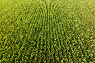 view of paddy field 