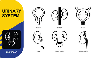 Urinary system Icon Set, The human urinary system is a set of anatomical line icons in vector, prostate and kidneys, bladder and ureter, adrenal glands.