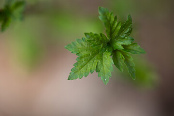 Beautiful fresh spring leaves growing on branches. Natural springtime scenery of Latvia, Northern Europe.