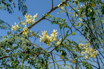 Moringa tree whose various parts are used to make medicines and healthy nutritional supplements