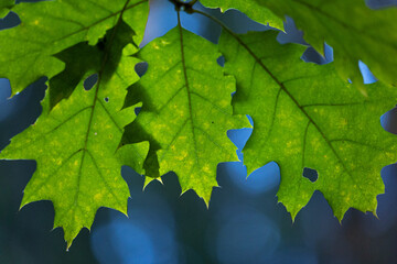 Beautiful maple tree branches with green leaves. Natural woodlands scenery of Latvia, Northern Europe.