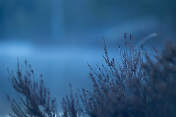 Delicate branches of native bush in Southern Sweden woodlands neat the forest lake. Natural springtime scenery of Scandinavia.