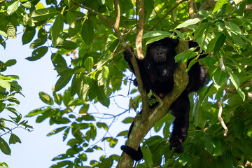 Black Howler Monkey - Alouatta caraya, beautiful long tailed black primate from South American tropical forests, Brazil.