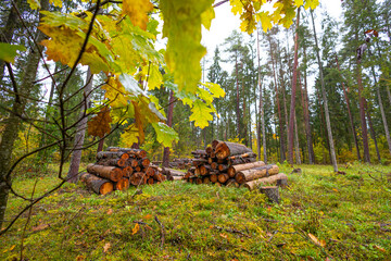 Moody autumn scenery with colorful leaves in overcast day. Natural fall season landscape of woodlands in Latvia, Northern Europe.
