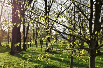 Fototapeta premium Sunlight breaks through young tree leaves