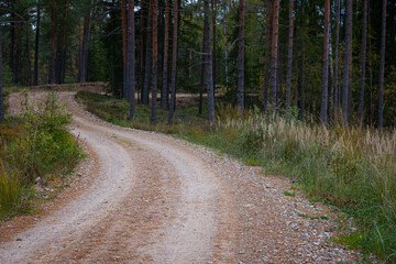 Obraz premium A small gravel road in the autumn forest. Natural landscape of fall season in nature of Latvia, Northern Europe.