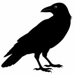 Crow vector illustration, bird isolated on white,Crow silhouette, eagle vector art