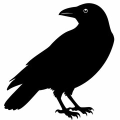 Crow vector illustration, bird isolated on white,Crow silhouette, eagle vector art