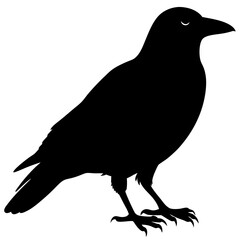 Crow vector illustration, bird isolated on white,Crow silhouette, eagle vector art