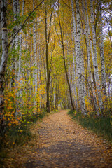 Beautiful small forest road surrounded by autumn nature. Natural fall season scenery in Latvia, Northern Europe.