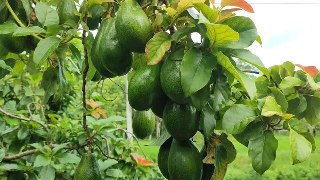 avocado tree with fruits