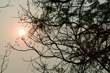 Under the sunset, a silhouette of a tree and its branches.