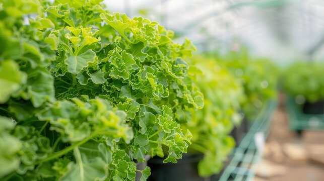 Investors visiting a high-tech greenhouse farm, farm investment, controlled environment agriculture