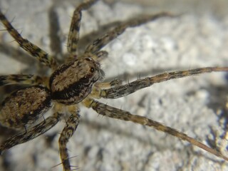 Spider on Rock Surface