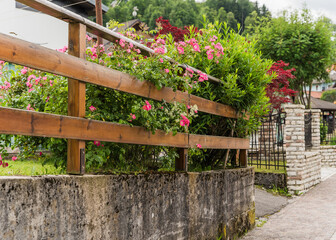 wooden fence and flowers 