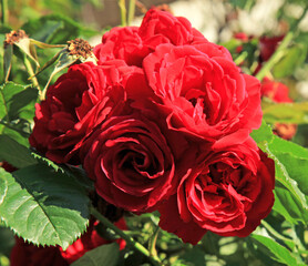 Beautiful red roses. Buds with many scarlet or ruby rose flowers, in deep red color. Nice roses as a symbol of love, beauty and romance. Luxurious, blooming flower with the sweet, fragrant odor