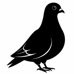 Pigeon vector illustration, animal  isolated on white, Pigeon silhouette, dove vector art
