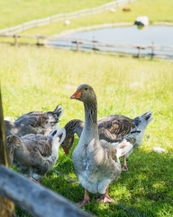 geese and lake in the background 