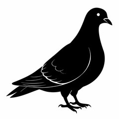 Pigeon vector illustration, animal  isolated on white, Pigeon silhouette, dove vector art
