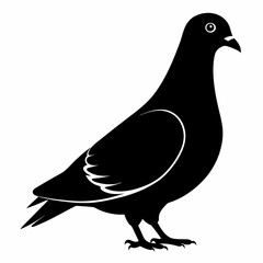 Pigeon vector illustration, animal  isolated on white, Pigeon silhouette, dove vector art
