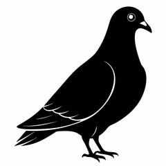 Pigeon vector illustration, animal  isolated on white, Pigeon silhouette, dove vector art
