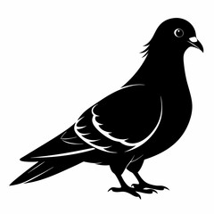 Fototapeta premium Pigeon vector illustration, animal isolated on white, Pigeon silhouette, dove vector art 