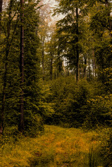 Mysterious misty autumn forest landscape	
