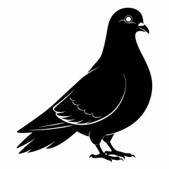 Pigeon vector illustration, animal  isolated on white, Pigeon silhouette, dove vector art
