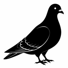 Pigeon vector illustration, animal  isolated on white, Pigeon silhouette, dove vector art
