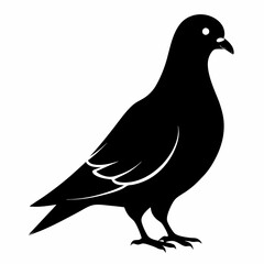 Pigeon vector illustration, animal  isolated on white, Pigeon silhouette, dove vector art
