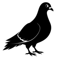 Pigeon vector illustration, animal  isolated on white, Pigeon silhouette, dove vector art
