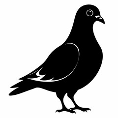 Pigeon vector illustration, animal  isolated on white, Pigeon silhouette, dove vector art
