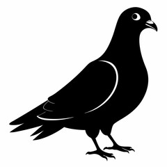 Pigeon vector illustration, animal  isolated on white, Pigeon silhouette, dove vector art
