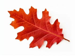 Single Red Oak Leaf Isolated on White
