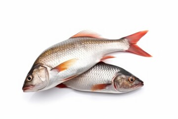Two Freshwater Fish on White Background