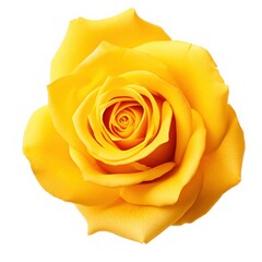 Vibrant Yellow Rose Close-Up