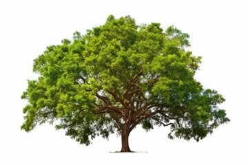 Obraz premium Majestic Isolated Tree on White Background