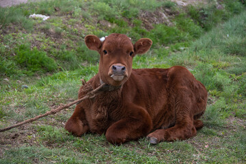 A brown little calf lying on the grass. Yellow labels of the owner in the ears of the cow. A calf tied by a rope. Cattle breeding