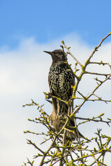A European Starling, Sturnus Vulgaris, perched on a twig against a blue sky with clouds