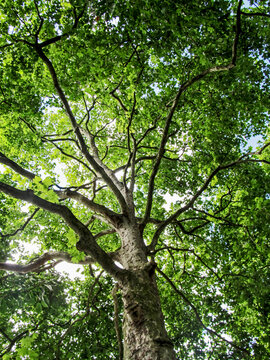 Looking up into the lush green canopy of a large Sycamore tree in Southern England.