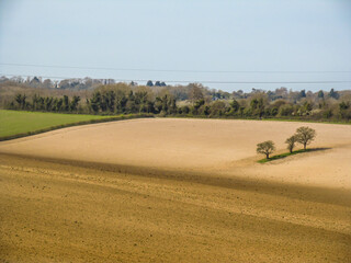 Three trees in a freshly ploughed field in the Kentish Southerd Downs, on a clear sunny day in...