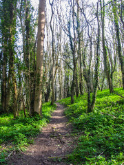 A trail cutting through a small woodland in the Kentish Downlands, UK, on a sunny spring day