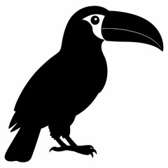 Toucan vector illustration, bird  isolated on white, Toucan silhouette, Toucan vector art