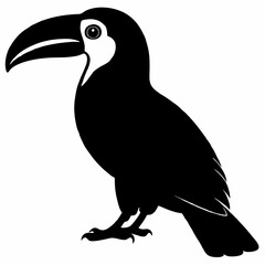 Toucan vector illustration, bird  isolated on white, Toucan silhouette, Toucan vector art